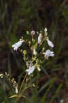 Manyflower beardtongue